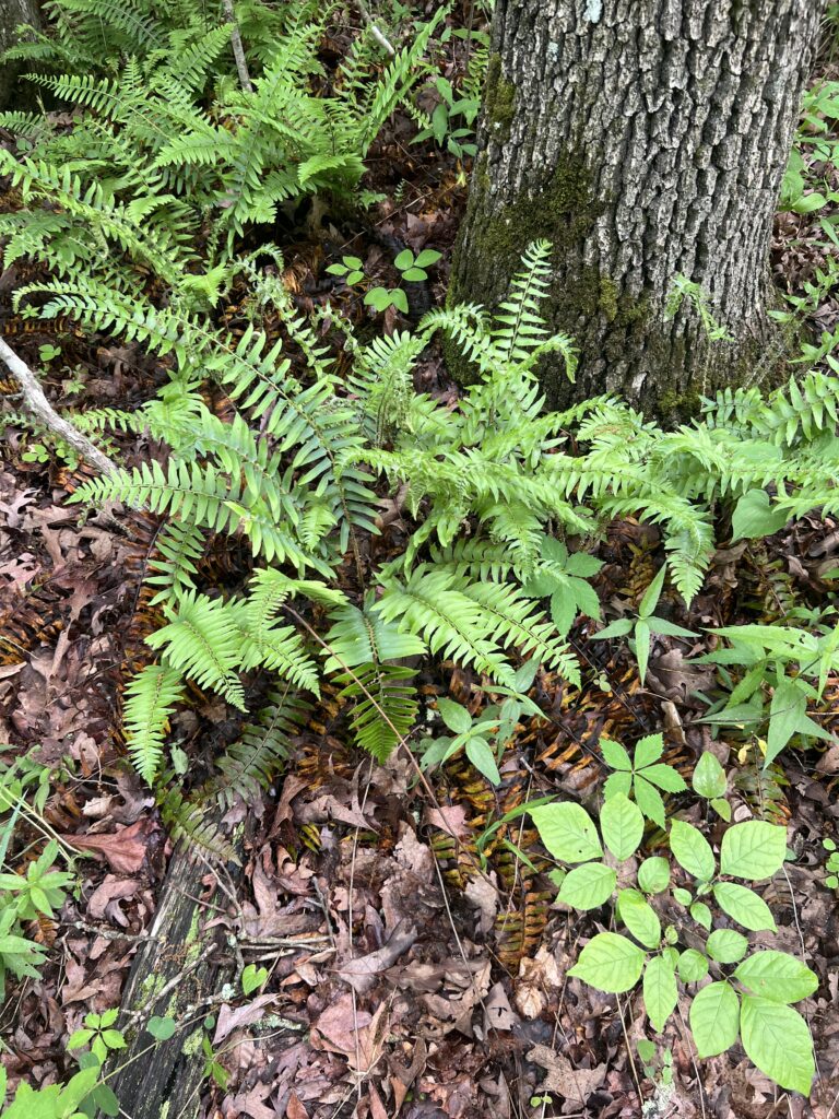 Wild Ferns growing along Fern Falls Trail