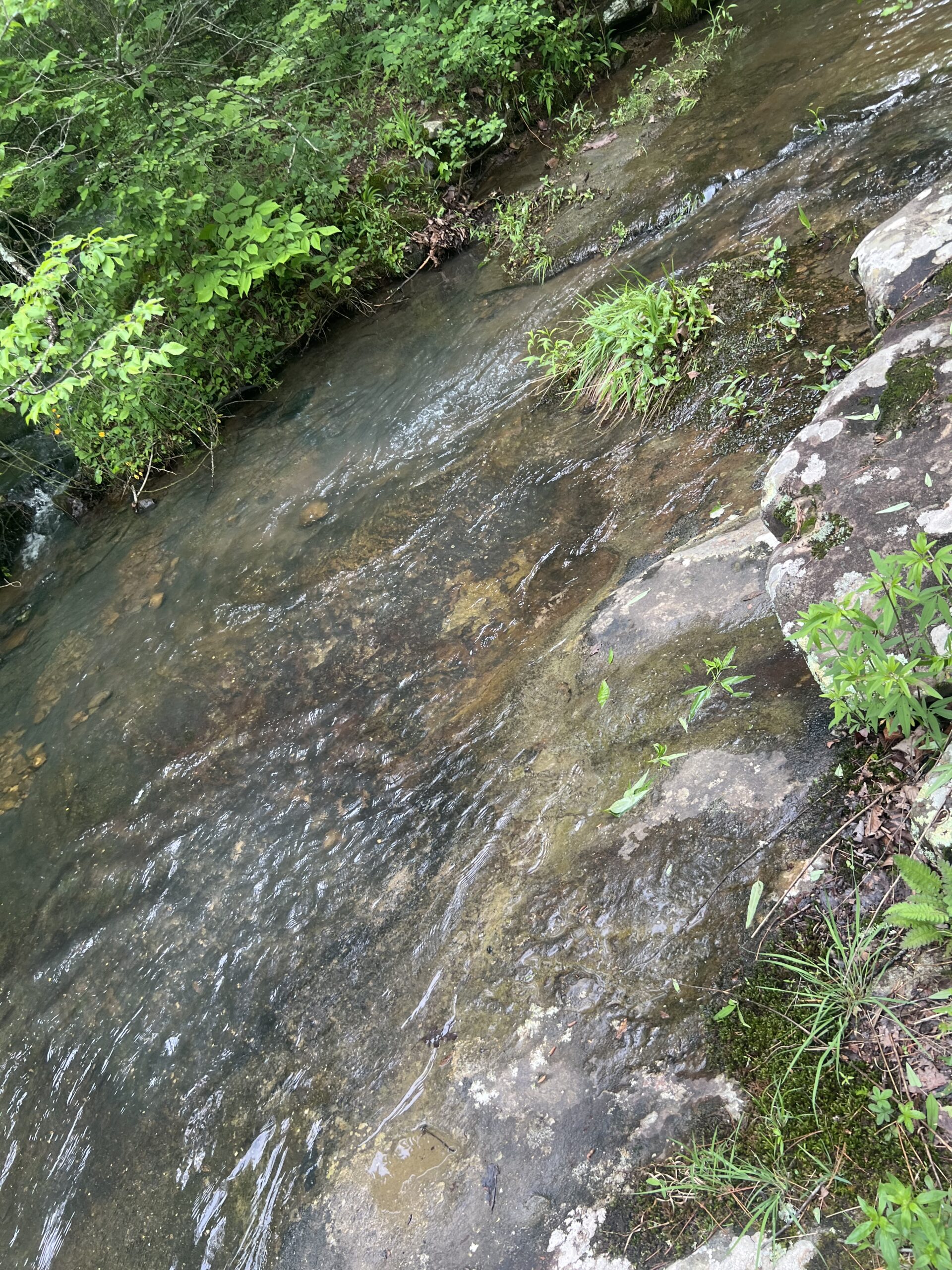 Creek on Fern Falls Trail