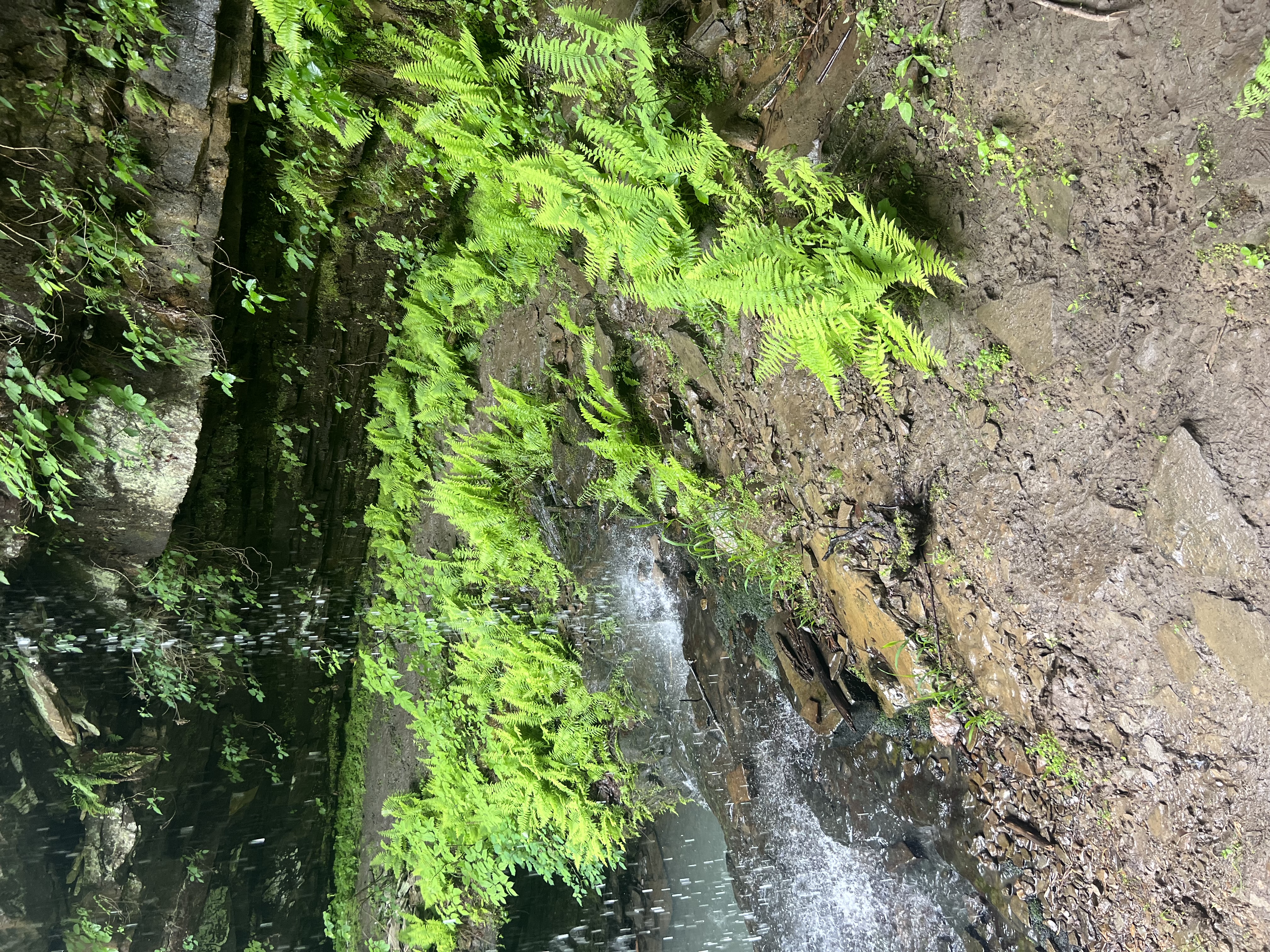 Wild ferns growing behind the Fern Falls waterfall