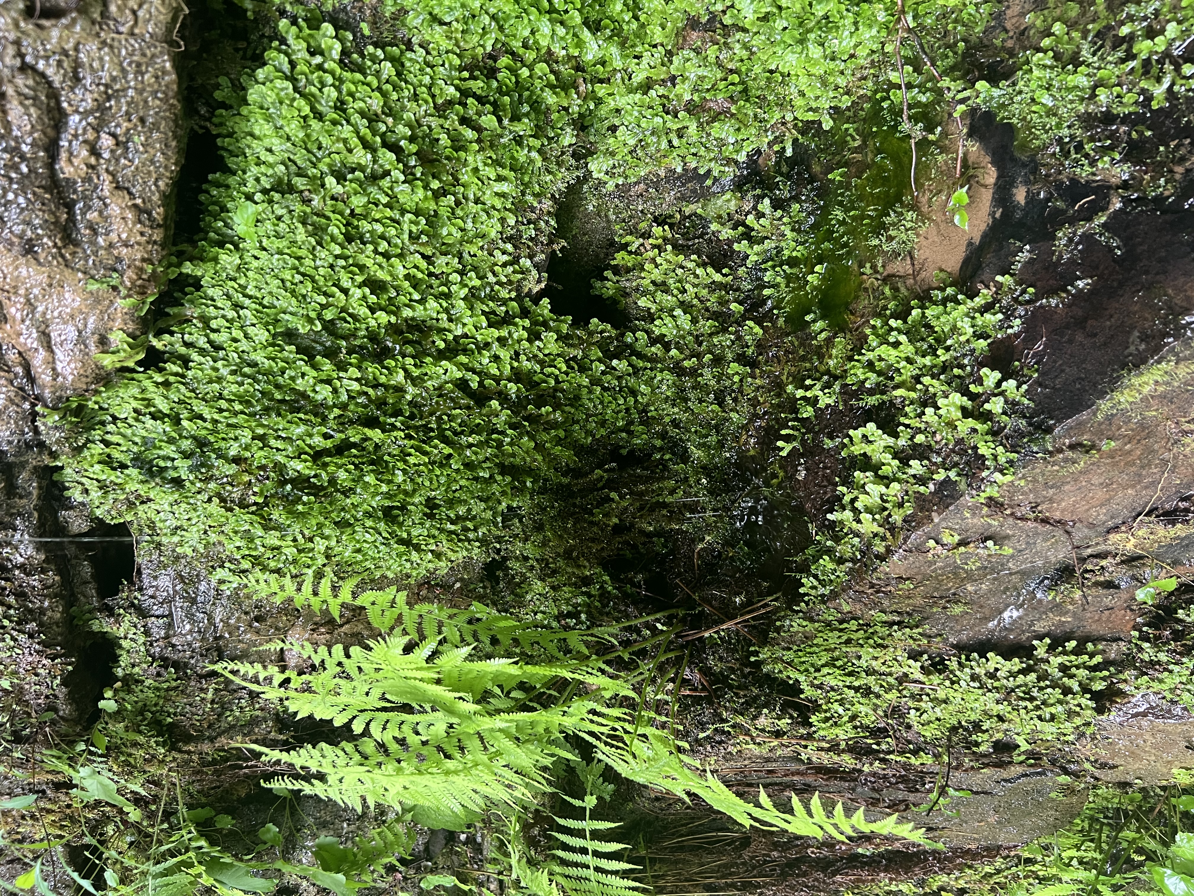 More ferns and moss growing near Fern Falls